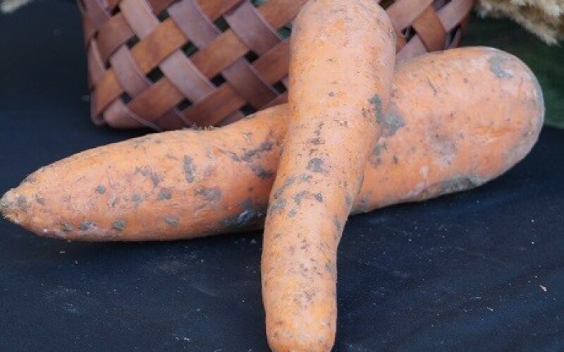 Морковь местная