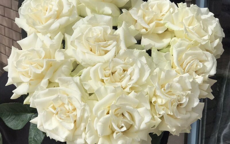 Белые вывернутые розы 13 шт